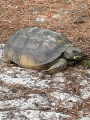 Gopherus polyphemus