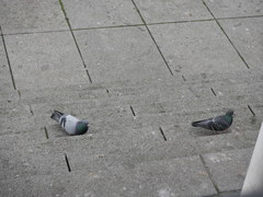 Columba livia domestica