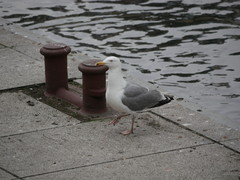 Larus argentatus