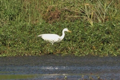 Ardea intermedia brachyrhyncha