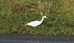 Ardea intermedia brachyrhyncha