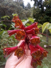 Bomarea bredemeyeriana