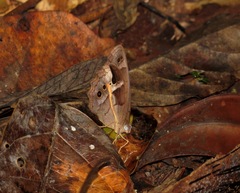 Posttaygetis penelea