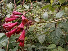 Bomarea bredemeyeriana