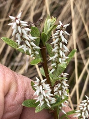 Salix candida