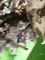 Plethodon glutinosus