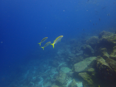 Mulloidichthys dentatus