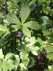 Astrantia major