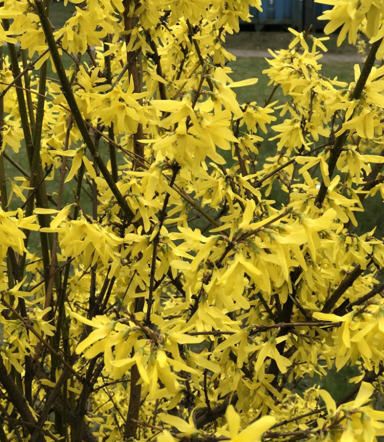 Border Forsythia from Eksporta iela, Riga, Riga, LV on May 01, 2021 at ...