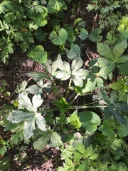Astrantia major