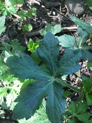 Astrantia major