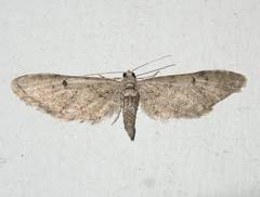 Eupithecia matheri