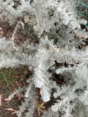 Artemisia pycnocephala