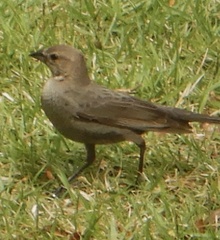 Molothrus ater