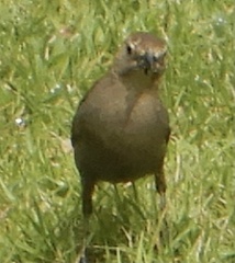 Molothrus ater