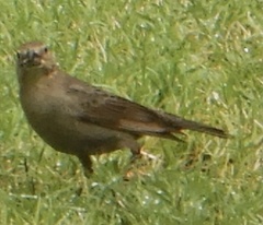 Molothrus ater