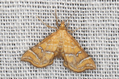 Musotima ochropteralis