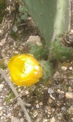 Opuntieae