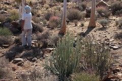 Euphorbia dregeana