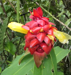 Costus comosus
