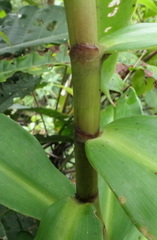 Costus comosus