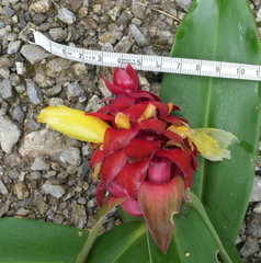 Costus comosus