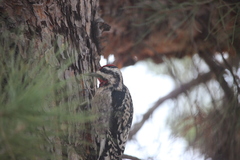 Sphyrapicus varius × nuchalis