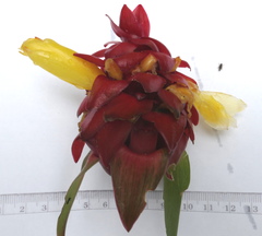 Costus comosus