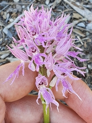 Orchis italica image