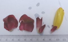 Costus comosus