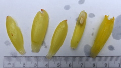 Costus comosus