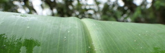 Costus comosus
