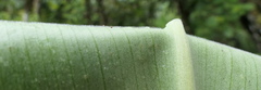 Costus comosus