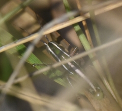 Aptenopedes sphenarioides