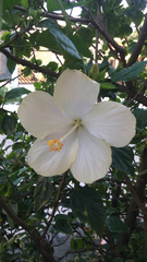 Hibiscus rosa-sinensis
