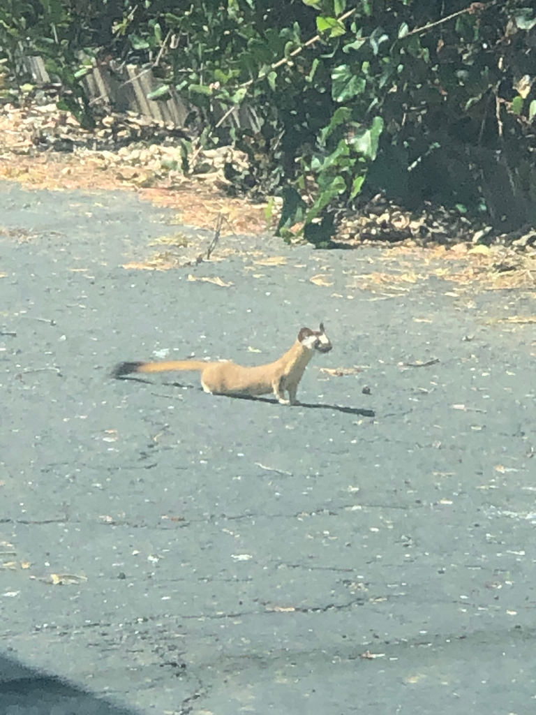 Long-tailed Weasel from Cayucos on April 30, 2021 at 02:53 PM by ...