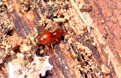Scydmaenus rufus