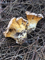 Cantharellus roseocanus