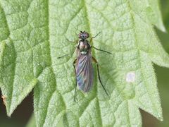 Rhaphium