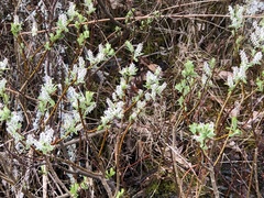 Salix candida