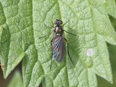Rhaphium