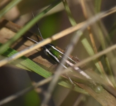 Aptenopedes sphenarioides