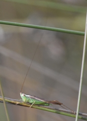 Conocephalus gracillimus