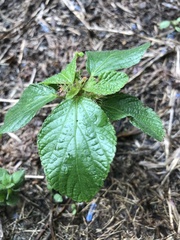 Parietaria officinalis