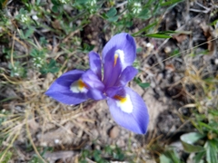 Moraea sisyrinchium