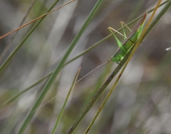 Conocephalus gracillimus