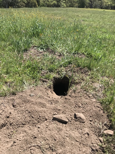 iNaturalist observation photo of American Badger