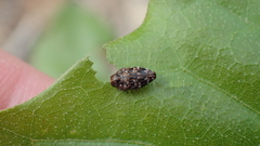 Brachys ovatus