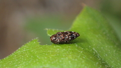 Brachys ovatus