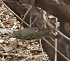 Vireo solitarius